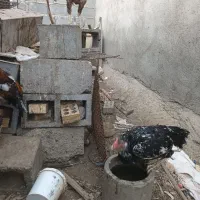 خروس چا بهاری|حیوانات مزرعه|بیکاه, |دیوار