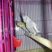 عروس هلندی به شرط سالم و رنگ خاص