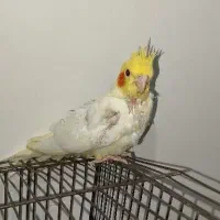 معاوضه و فروش جوجه عروس هلندی دونخور رام