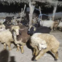 فروش بره نر و کهره نر