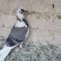 کفتر|پرنده|چناران, |دیوار