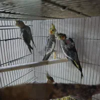 عروس هلندی ماده و چند عدد جوجه تازه دون خور|پرنده|قم, نوبهار|دیوار