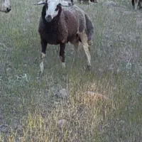 شیشک قوچ