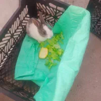 خرگوش بفروش می‌رسد