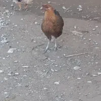 مرغ و خروس خانگی