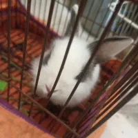 خرگوش مینیاتوری