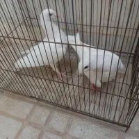 کبوتر هومر
