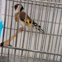 سهره نر عتیقه|پرنده|ماهدشت, |دیوار