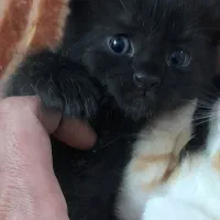 واگذاری گربه|گربه|مشهد, هنرور|دیوار