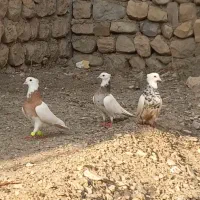 سه عدد طوقی درجه یک|پرنده|آبدانان, |دیوار