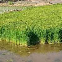 چلتوک برنج