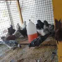 کفتر مخصوص کشت با پاک کردن رایگان دونه ۶۵