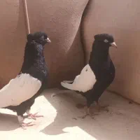 کبوتر|پرنده|قوچان, |دیوار