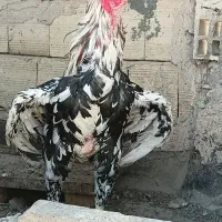 خروس لاری اصل افغان