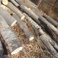 خریدانواع چوب خشک و تر|خدمات باغبانی و درختکاری|زنجان, |دیوار