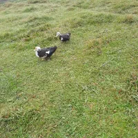 مرغ اردک  اسراعلی|حیوانات مزرعه|گوراب زرمیخ, |دیوار