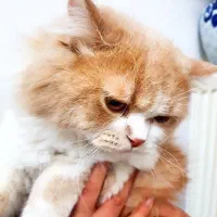 گربه پرشین نر اصیل