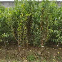 نهاـل شلیل مغان زودرس شیرین آبدار و بازار تابستان|خدمات باغبانی و درختکاری|بوکان, |دیوار