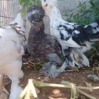 جوجه سلطان