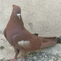 کفتر سرک سرخ|پرنده|شیراز, شیخ علی چوپان|دیوار