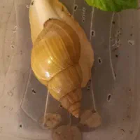 حلزون البینو و اچاتینا|خزنده|شیراز, بریجستون|دیوار