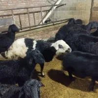 با سلام فوروش تازه شیشک شده