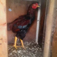 لاری لاج مهر