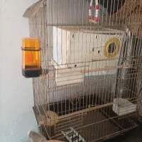 قفس