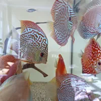 میکس دل دیسکس|ماهی|کرج, بنیاد|دیوار