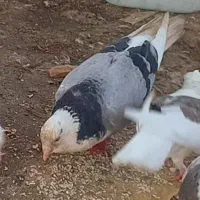 کبوتر پلاکی و ابلغ