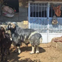 یک راس قوچ افشاری|حیوانات مزرعه|فریدونشهر, |دیوار