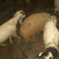 فروش کهره نر و بره|حیوانات مزرعه|میناب, |دیوار