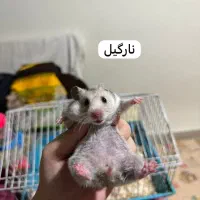 تعدادی همستر زیبا و باهوش|موش و خرگوش|تهران, حبیب الله|دیوار