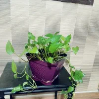 گل پتوس|گل و گیاه طبیعی|تهران, افسریه شمالی|دیوار