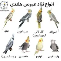 عروس هلندی پیدا شده