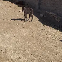 خر ماده وکورخر نر