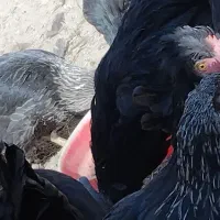 نیم چه کاکلی مطابق عکس|حیوانات مزرعه|گلپایگان, |دیوار