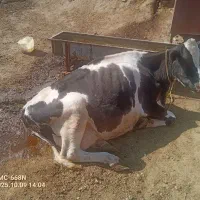 گاو برای قصابی|حیوانات مزرعه|حلب, |دیوار