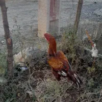 خروس لاری|حیوانات مزرعه|مریوان, |دیوار