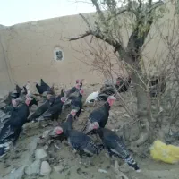 سلام بوقلمون فروشی