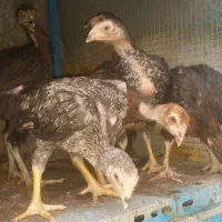 قفس بزرگ اهنی ۶ جا ۴ درب|لوازم جانبی حیوانات|قم, باجک یک|دیوار