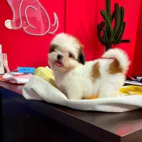 توله های جذاب شیتزو