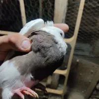 کبوتر طوقی ماده جوان|پرنده|مشکین‌دشت, |دیوار