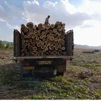 خریدار انواع چوب|خدمات باغبانی و درختکاری|کامیاران, |دیوار