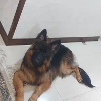 ژرمن ماده شجره دار بلک فیس|سگ|یزد, |دیوار