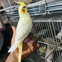 طوطی خورشیدی راهب ملنگو قناری فنچ مرغ عشق در کنگان|پرنده|بوشهر, |دیوار