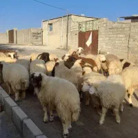 بره درحیوانات|حیوانات مزرعه|چرداول, |دیوار