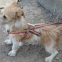 پاکوتاه تریر اشپیتز گمشده در صوفیان