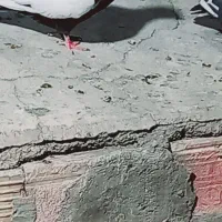 کبوتر|پرنده|سیرجان, |دیوار