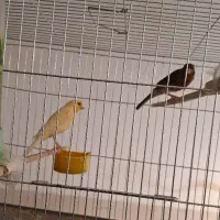 فروش قناری در اردکان|پرنده|یزد, |دیوار